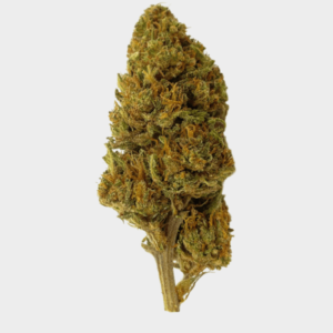 infiorescenza di cannabis light genetica orange haze cbd