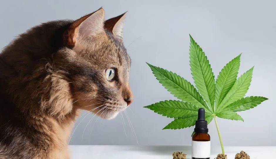 gatto che guarda un flacone di olio cbd naab per animali